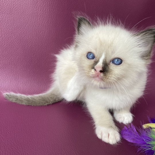 chaton Ragdoll seal point mitted Violet Les Ragdolls de la Croisette