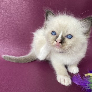 chaton Ragdoll seal point mitted Violet Les Ragdolls de la Croisette chaton Ragdoll seal point mitted Violet Les Ragdolls de la Croisette