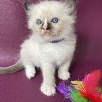 chaton Ragdoll seal point mitted Violet Les Ragdolls de la Croisette