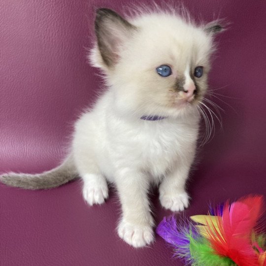 chaton Ragdoll seal point mitted Violet Les Ragdolls de la Croisette