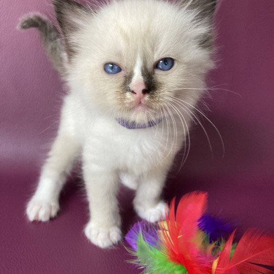 chaton Ragdoll seal point mitted Violet Les Ragdolls de la Croisette