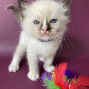 chaton Ragdoll seal point mitted Violet Les Ragdolls de la Croisette