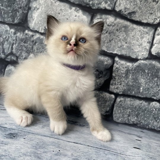 chaton Ragdoll seal point mitted Violet Les Ragdolls de la Croisette