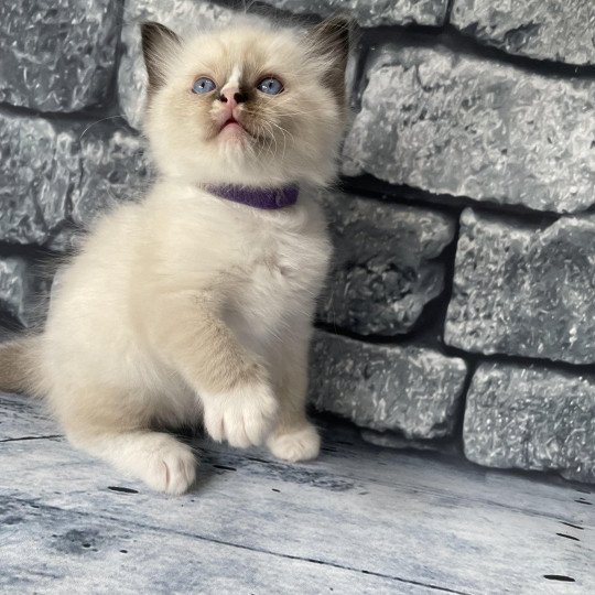 chaton Ragdoll seal point mitted Violet Les Ragdolls de la Croisette