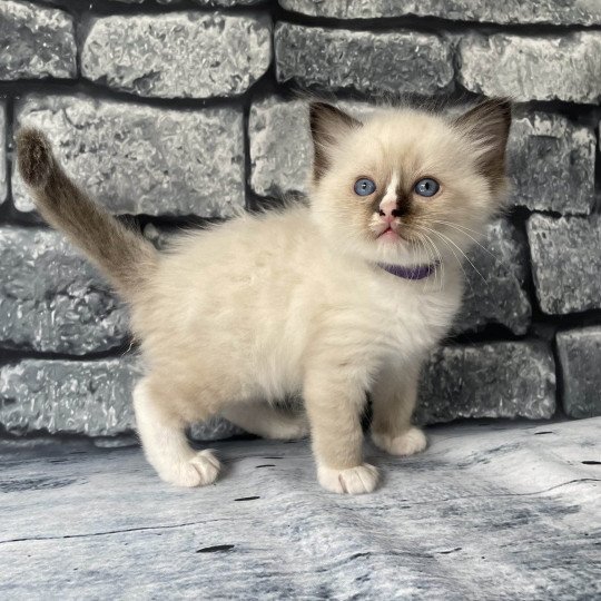 chaton Ragdoll seal point mitted Violet Les Ragdolls de la Croisette