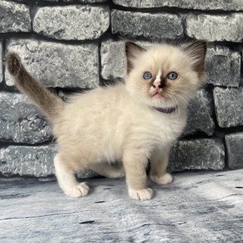 chaton Ragdoll seal point mitted Violet Les Ragdolls de la Croisette