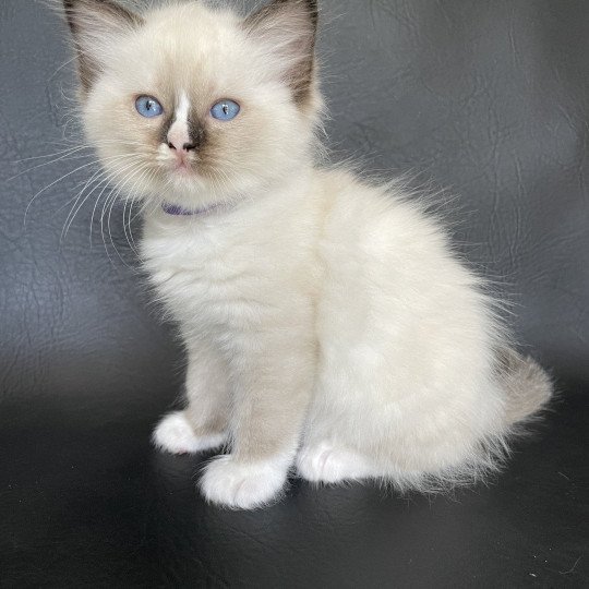 chaton Ragdoll seal point mitted Spoutnik Les Ragdolls de la Croisette