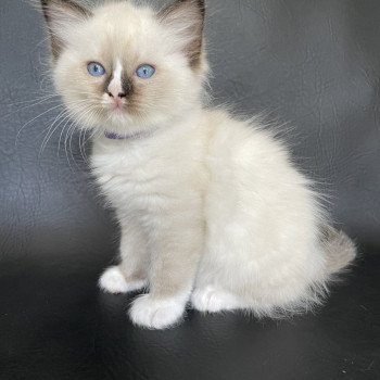 chaton Ragdoll seal point mitted Spoutnik Les Ragdolls de la Croisette chaton Ragdoll seal point mitted Spoutnik Les Ragdolls de la Croisette