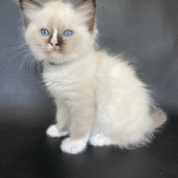 chaton Ragdoll seal point mitted Spoutnik Les Ragdolls de la Croisette