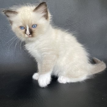 chaton Ragdoll seal point mitted Spoutnik Les Ragdolls de la Croisette