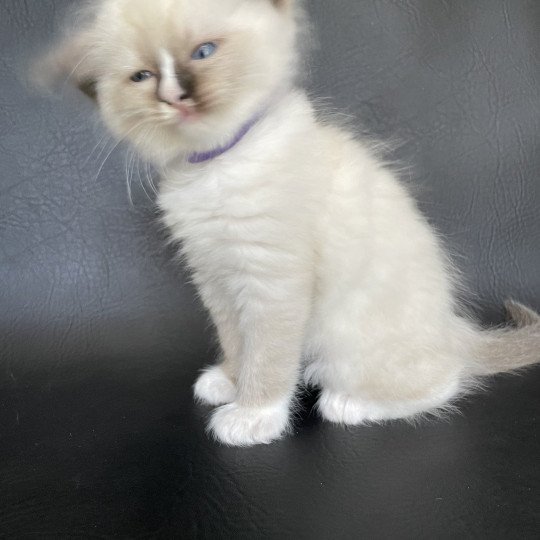 chaton Ragdoll seal point mitted Spoutnik Les Ragdolls de la Croisette