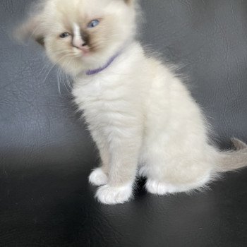 chaton Ragdoll seal point mitted Spoutnik Les Ragdolls de la Croisette