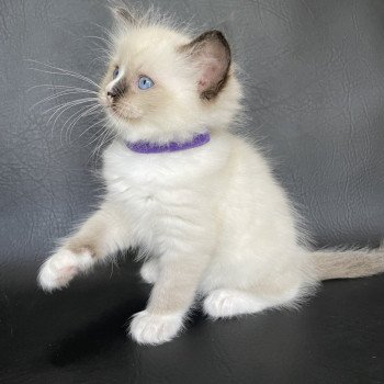 chaton Ragdoll seal point mitted Spoutnik Les Ragdolls de la Croisette