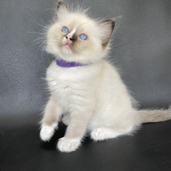 chaton Ragdoll seal point mitted Spoutnik Les Ragdolls de la Croisette