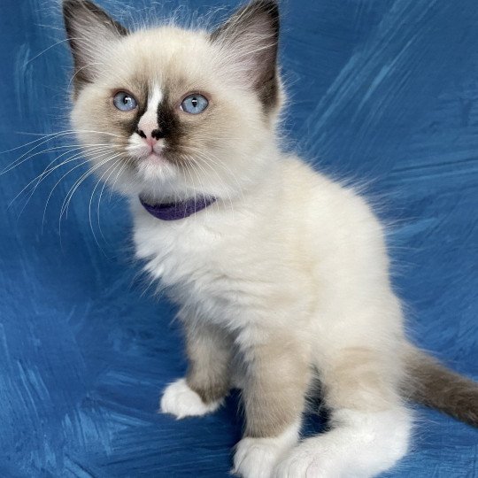 chaton Ragdoll seal point mitted Spoutnik Les Ragdolls de la Croisette