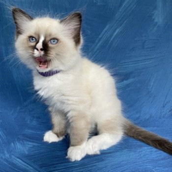 chaton Ragdoll seal point mitted Spoutnik Les Ragdolls de la Croisette