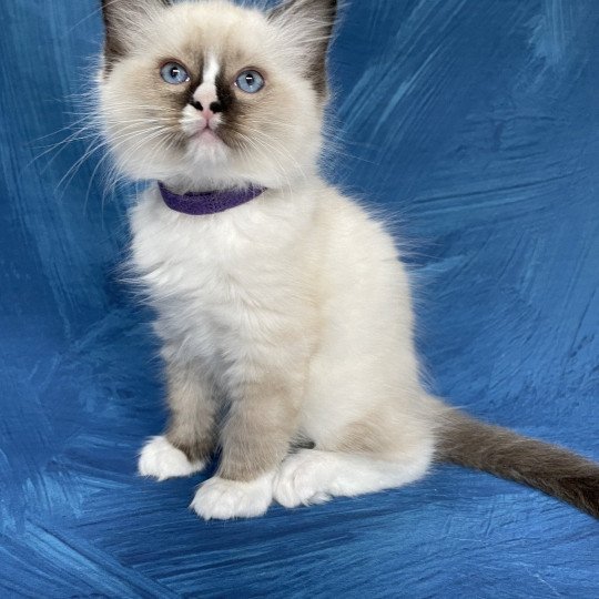 chaton Ragdoll seal point mitted Spoutnik Les Ragdolls de la Croisette
