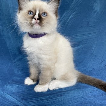 chaton Ragdoll seal point mitted Spoutnik Les Ragdolls de la Croisette