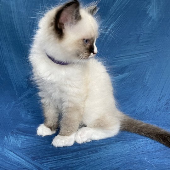 chaton Ragdoll seal point mitted Spoutnik Les Ragdolls de la Croisette