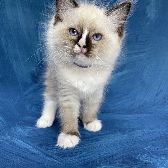 chaton Ragdoll seal point mitted Spoutnik Les Ragdolls de la Croisette