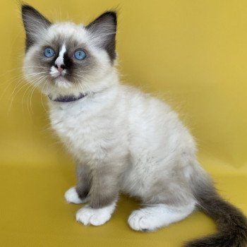 chaton Ragdoll seal point mitted Spoutnik Les Ragdolls de la Croisette