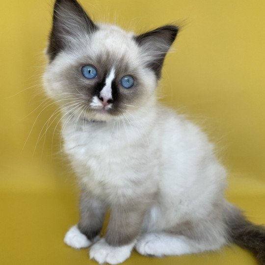 chaton Ragdoll seal point mitted Spoutnik Les Ragdolls de la Croisette