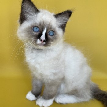 chaton Ragdoll seal point mitted Spoutnik Les Ragdolls de la Croisette