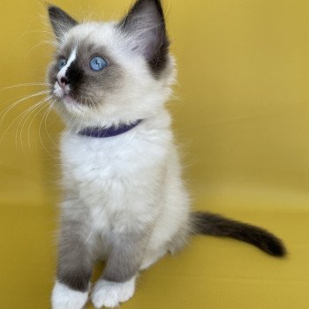 chaton Ragdoll seal point mitted Spoutnik Les Ragdolls de la Croisette chaton Ragdoll seal point mitted Spoutnik Les Ragdolls de la Croisette