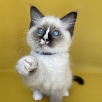 chaton Ragdoll seal point mitted Spoutnik Les Ragdolls de la Croisette