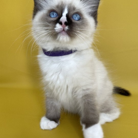 chaton Ragdoll seal point mitted Spoutnik Les Ragdolls de la Croisette