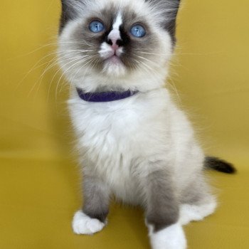 chaton Ragdoll seal point mitted Spoutnik Les Ragdolls de la Croisette