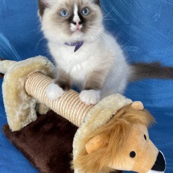 chaton Ragdoll seal point mitted Spoutnik Les Ragdolls de la Croisette