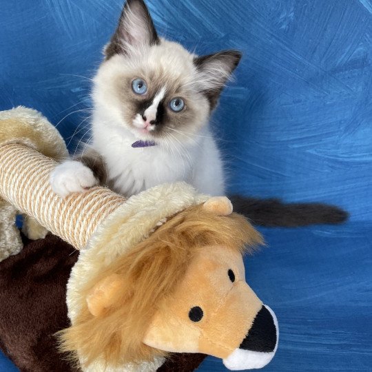 chaton Ragdoll seal point mitted Spoutnik Les Ragdolls de la Croisette