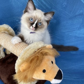 chaton Ragdoll seal point mitted Spoutnik Les Ragdolls de la Croisette