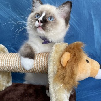 chaton Ragdoll seal point mitted Spoutnik Les Ragdolls de la Croisette