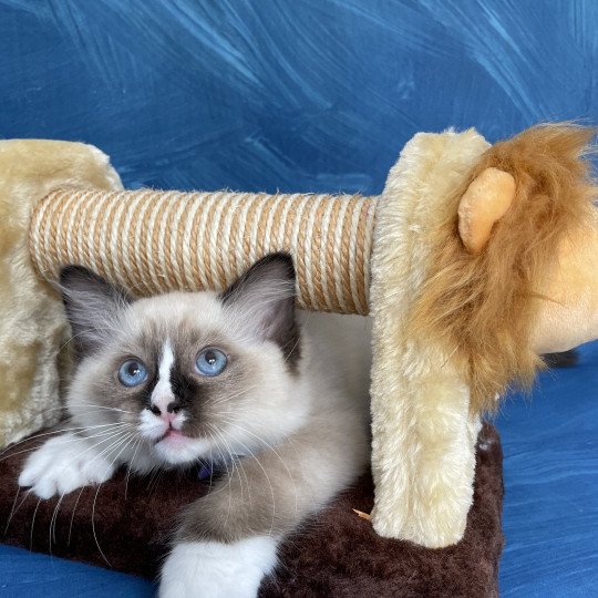 chaton Ragdoll seal point mitted Spoutnik Les Ragdolls de la Croisette