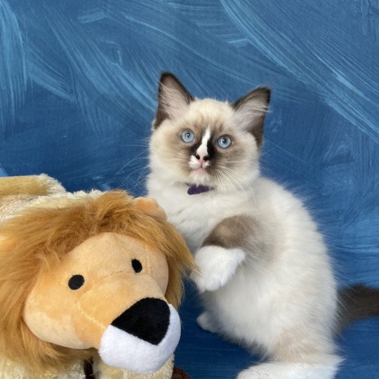 chaton Ragdoll seal point mitted Spoutnik Les Ragdolls de la Croisette