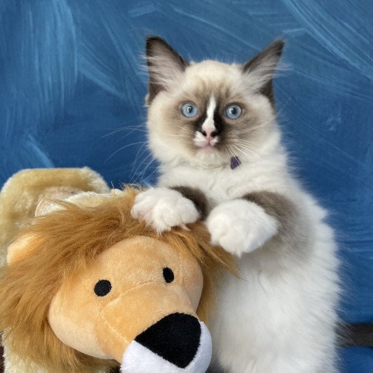 chaton Ragdoll seal point mitted Spoutnik Les Ragdolls de la Croisette