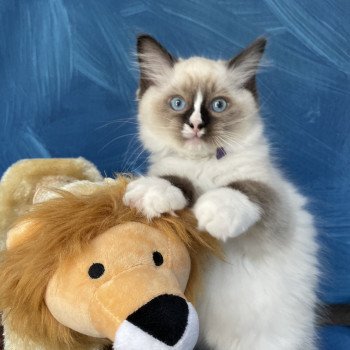 chaton Ragdoll seal point mitted Spoutnik Les Ragdolls de la Croisette