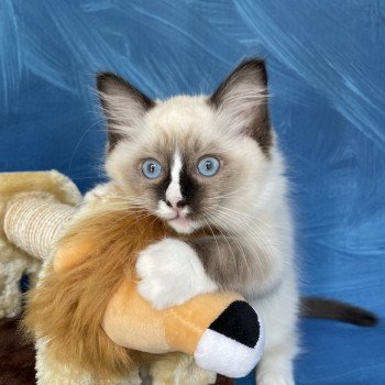 chaton Ragdoll seal point mitted Spoutnik Les Ragdolls de la Croisette