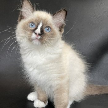 chaton Ragdoll seal point mitted Spoutnik Les Ragdolls de la Croisette chaton Ragdoll seal point mitted Spoutnik Les Ragdolls de la Croisette