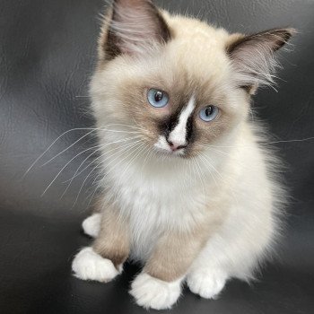 chaton Ragdoll seal point mitted Spoutnik Les Ragdolls de la Croisette chaton Ragdoll seal point mitted Spoutnik Les Ragdolls de la Croisette