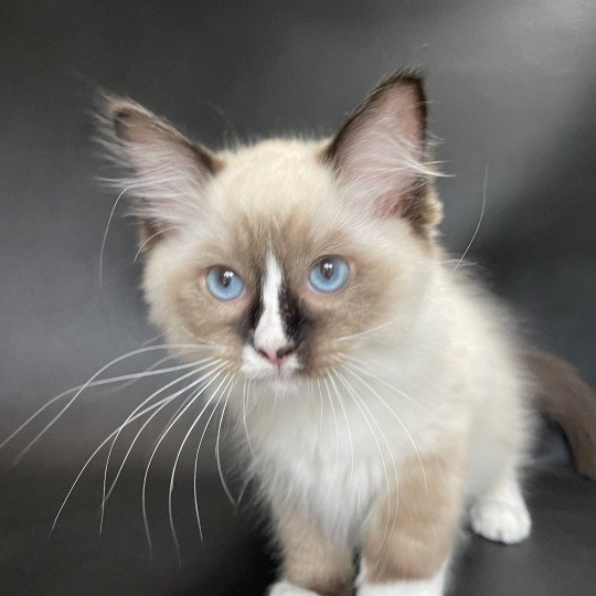 chaton Ragdoll seal point mitted Spoutnik Les Ragdolls de la Croisette