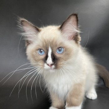 chaton Ragdoll seal point mitted Spoutnik Les Ragdolls de la Croisette chaton Ragdoll seal point mitted Spoutnik Les Ragdolls de la Croisette