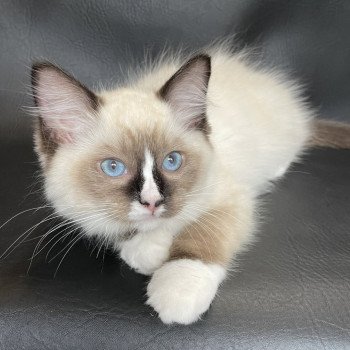 chaton Ragdoll seal point mitted Spoutnik Les Ragdolls de la Croisette