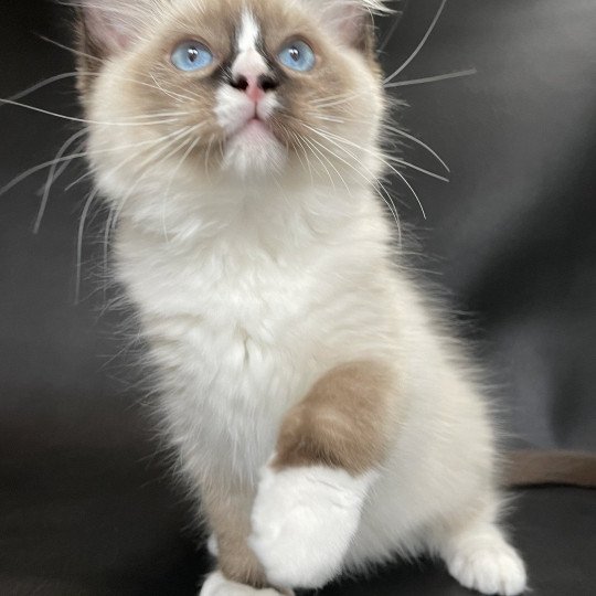 chaton Ragdoll seal point mitted Spoutnik Les Ragdolls de la Croisette