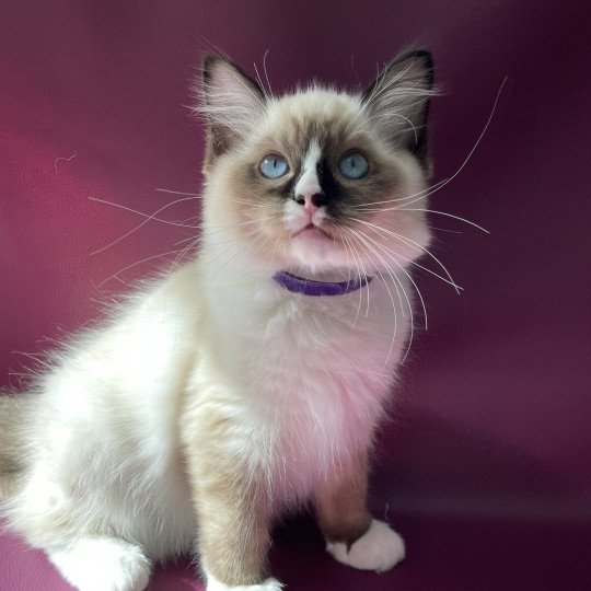 chaton Ragdoll seal point mitted Spoutnik Les Ragdolls de la Croisette