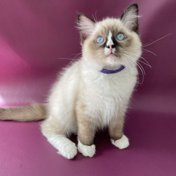 chaton Ragdoll seal point mitted Spoutnik Les Ragdolls de la Croisette