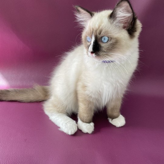 chaton Ragdoll seal point mitted Spoutnik Les Ragdolls de la Croisette