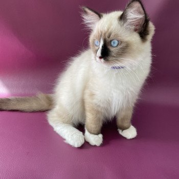 chaton Ragdoll seal point mitted Spoutnik Les Ragdolls de la Croisette chaton Ragdoll seal point mitted Spoutnik Les Ragdolls de la Croisette